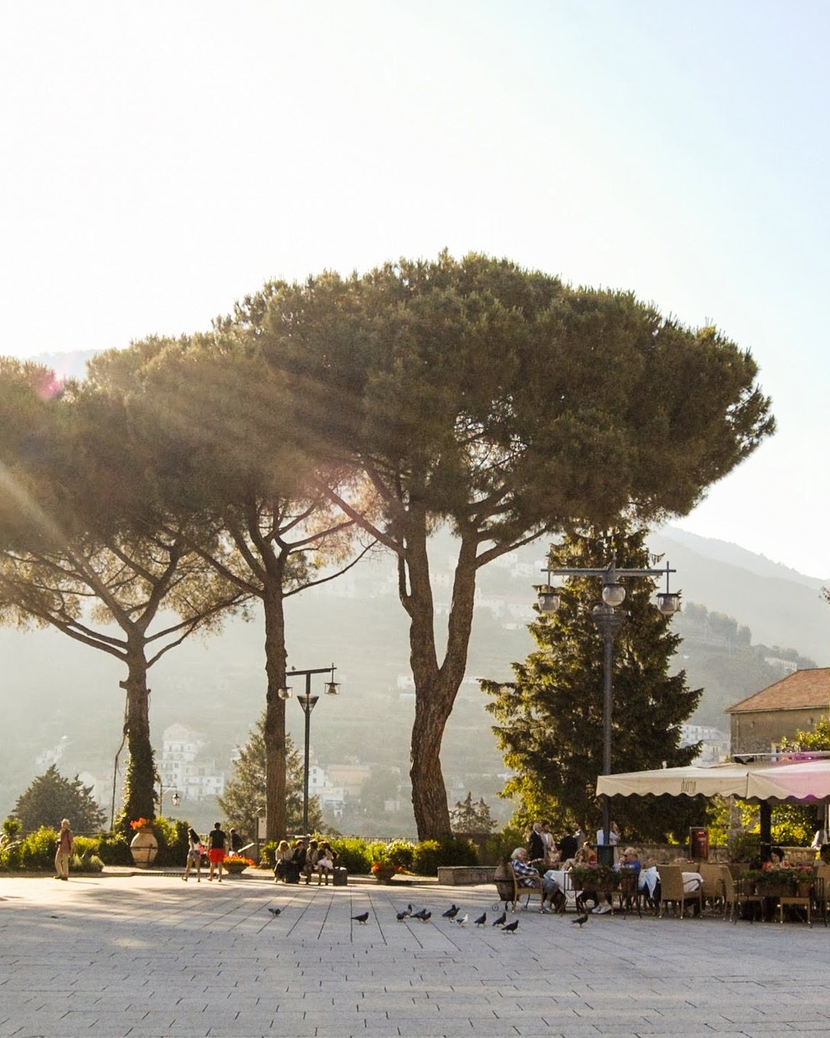 Evening sun through umbrella pines on a town piazza